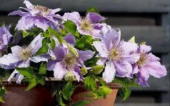 Filigree Clematis - 1 Gallon Pot -Green Haven Sales clematis filigree 7