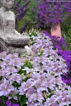 Filigree Clematis - 1 Gallon Pot -Green Haven Sales clematis filigree 9