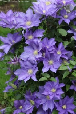 H. F. Young Clematis - 1 Gallon Pot 9 H. F. Young Clematis - 1 Gallon Pot -Green Haven Sales clematis h f young 13