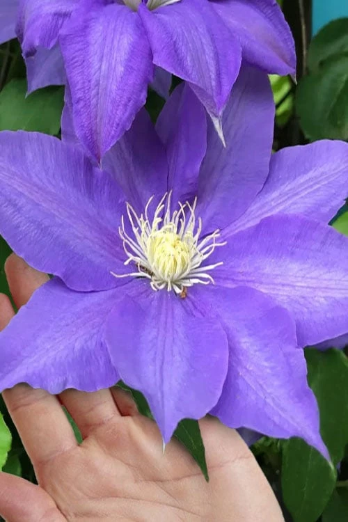 H. F. Young Clematis - 1 Gallon Pot 1 H. F. Young Clematis - 1 Gallon Pot