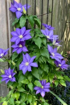 H. F. Young Clematis - 1 Gallon Pot 10 H. F. Young Clematis - 1 Gallon Pot -Green Haven Sales clematis h f young 5