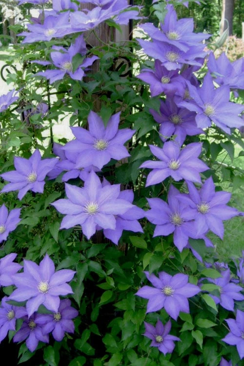 H. F. Young Clematis - 1 Gallon Pot 6 H. F. Young Clematis - 1 Gallon Pot - Image 6