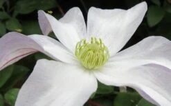 Huldine Clematis - 1 Gallon Pot -Green Haven Sales clematis huldine 3