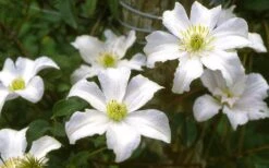 Huldine Clematis - 1 Gallon Pot -Green Haven Sales clematis huldine 6