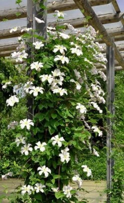 Huldine Clematis - 1 Gallon Pot -Green Haven Sales clematis huldine 7jpg