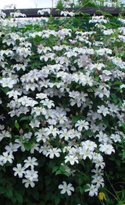 Huldine Clematis - 1 Gallon Pot -Green Haven Sales clematis huldine 9