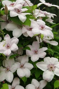 John Paul II Clematis - 1 Gallon Pot -Green Haven Sales clematis john paul II 11