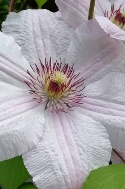 John Paul II Clematis - 1 Gallon Pot -Green Haven Sales clematis john paul II 12