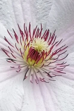 John Paul II Clematis - 1 Gallon Pot -Green Haven Sales clematis john paul II 5