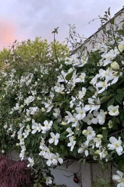 Grandiflora Montana Clematis - 1 Gallon Pot -Green Haven Sales clematis montana grandiflora 1