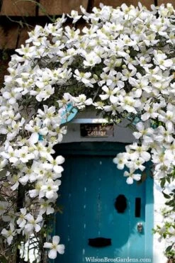 Grandiflora Montana Clematis - 1 Gallon Pot -Green Haven Sales clematis montana grandiflora20copy