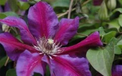 Mrs. Norman Thompson Clematis - 1 Gallon Pot -Green Haven Sales clematis mrs n thompson 1