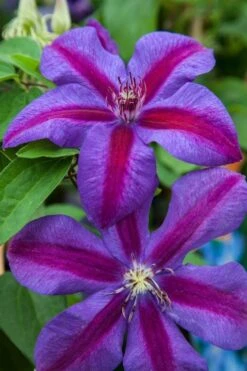 Mrs. Norman Thompson Clematis - 1 Gallon Pot -Green Haven Sales clematis mrs n thompson 7
