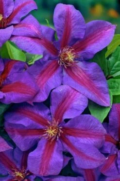 Mrs. Norman Thompson Clematis - 1 Gallon Pot -Green Haven Sales clematis mrs norman thompson 20