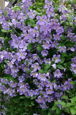 Prince Charles Clematis - 1 Gallon Pot 12 Prince Charles Clematis - 1 Gallon Pot -Green Haven Sales clematis prince charles 1