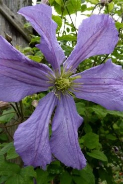 Prince Charles Clematis - 1 Gallon Pot 10 Prince Charles Clematis - 1 Gallon Pot -Green Haven Sales clematis prince charles 4
