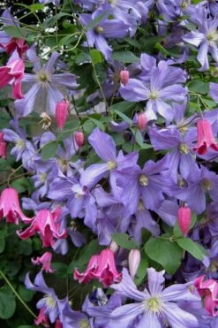 Prince Charles Clematis - 1 Gallon Pot 13 Prince Charles Clematis - 1 Gallon Pot -Green Haven Sales clematis prince charles 6