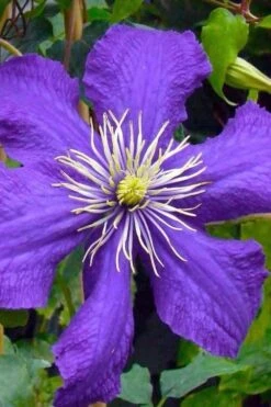 Rhapsody Clematis - 1 Gallon Pot -Green Haven Sales clematis rhapsody 3