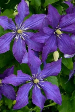 Rhapsody Clematis - 1 Gallon Pot -Green Haven Sales clematis rhapsody 4