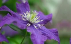 Rhapsody Clematis - 1 Gallon Pot -Green Haven Sales clematis rhapsody 5