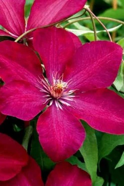 Rouge Cardinal Clematis - 1 Gallon Pot -Green Haven Sales clematis rouge cardinal 3