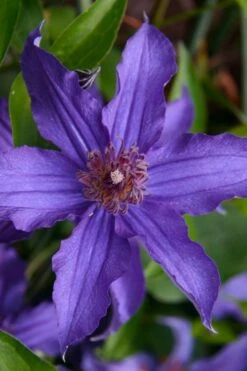 Sapphire Indigo Clematis - 3 Gallon Pot -Green Haven Sales clematis sapphire indigo 1