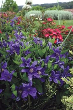 Sapphire Indigo Clematis - 3 Gallon Pot -Green Haven Sales clematis sapphire indigo 6