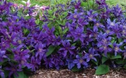 Sapphire Indigo Clematis - 3 Gallon Pot -Green Haven Sales clematis sapphire indigo 7