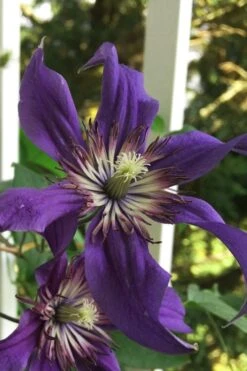 Sapphire Indigo Clematis - 3 Gallon Pot -Green Haven Sales clematis sapphire indigo 9