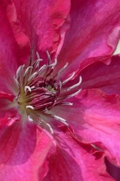 Garland Tekla Clematis - 1 Gallon Pot -Green Haven Sales clematis tekla 1