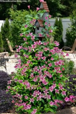 Duchess Of Albany Clematis - 1 Gallon Pot -Green Haven Sales clematis texensis duchess of albany 15