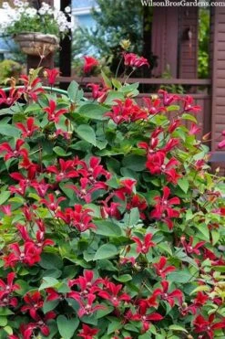 Gravetye Beauty Clematis - 1 Gallon Pot 11 Gravetye Beauty Clematis - 1 Gallon Pot -Green Haven Sales clematis texensis gravetye beauty 10