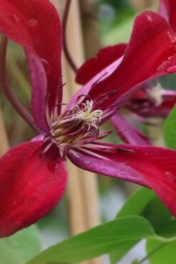 Gravetye Beauty Clematis - 1 Gallon Pot 15 Gravetye Beauty Clematis - 1 Gallon Pot -Green Haven Sales clematis texensis gravetye beauty 6