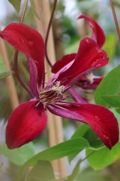 Gravetye Beauty Clematis - 1 Gallon Pot 14 Gravetye Beauty Clematis - 1 Gallon Pot -Green Haven Sales clematis texensis gravetye beauty 7