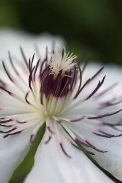 The Countess Of Wessex Clematis - 1 Gallon Pot 11 The Countess Of Wessex Clematis - 1 Gallon Pot -Green Haven Sales clematis the countess of wessex 4