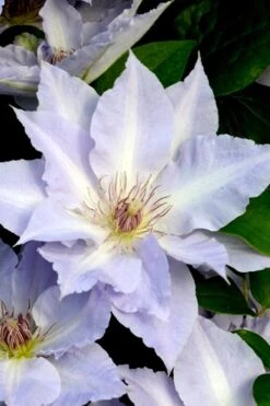 Tranquilite Clematis - 1 Gallon Pot 12 Tranquilite Clematis - 1 Gallon Pot -Green Haven Sales clematis tranquilete 3
