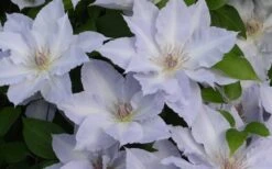 Tranquilite Clematis - 1 Gallon Pot 11 Tranquilite Clematis - 1 Gallon Pot -Green Haven Sales clematis tranquilete 4