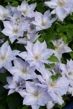 Tranquilite Clematis - 1 Gallon Pot 10 Tranquilite Clematis - 1 Gallon Pot -Green Haven Sales clematis tranquilite 11