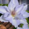 Tranquilite Clematis - 1 Gallon Pot