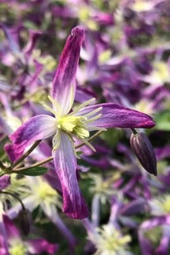 Rubromarginata Fragrant Clematis - 1 Gallon Pot -Green Haven Sales clematis triternata rubromarginata 5