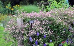 Rubromarginata Fragrant Clematis - 1 Gallon Pot -Green Haven Sales clematis triternata rubromarginata 6