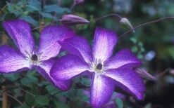 Venosa Violacea Clematis - 1 Gallon Pot 18 Venosa Violacea Clematis - 1 Gallon Pot -Green Haven Sales clematis venosa violacea 1