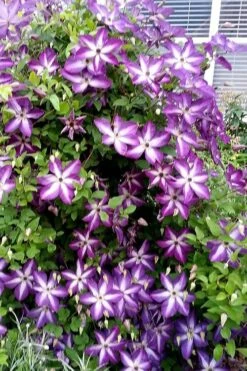 Venosa Violacea Clematis - 1 Gallon Pot 19 Venosa Violacea Clematis - 1 Gallon Pot -Green Haven Sales clematis venosa violacea 5