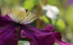 Warsaw Nike Clematis - 1 Gallon Pot -Green Haven Sales clematis warsaw nike 10