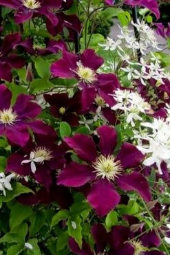 Warsaw Nike Clematis - 1 Gallon Pot -Green Haven Sales clematis warsaw nike 11