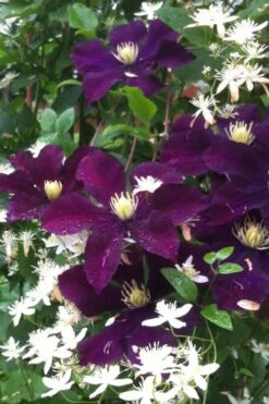 Warsaw Nike Clematis - 1 Gallon Pot -Green Haven Sales clematis warsaw nike 12