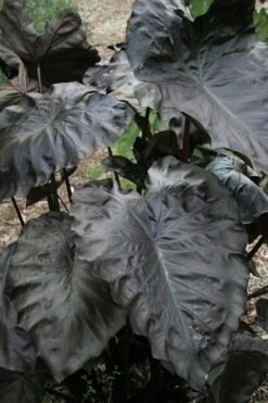 Royal Hawaiian Black Coral Elephant Ear (Colocasia) - 1 Gallon Pot -Green Haven Sales colocasia esculenta black coral elephant ear 4