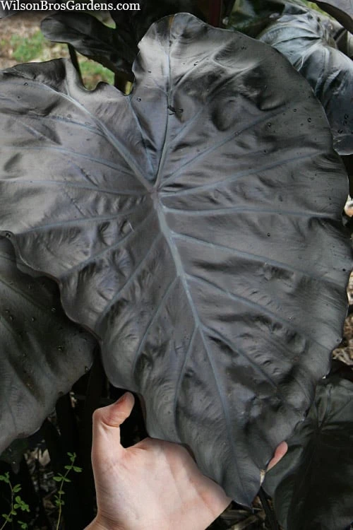 Royal Hawaiian Black Coral Elephant Ear (Colocasia) - 1 Gallon Pot -Green Haven Sales colocasia esculenta black coral elephant ear 5