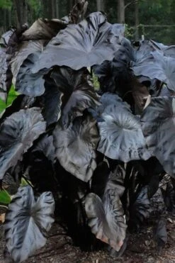 Royal Hawaiian Black Coral Elephant Ear (Colocasia) - 1 Gallon Pot -Green Haven Sales colocasia esculenta black coral elephant ear 6