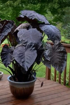 Royal Hawaiian Black Coral Elephant Ear (Colocasia) - 1 Gallon Pot -Green Haven Sales colocasia esculenta black coral elephant ear 7